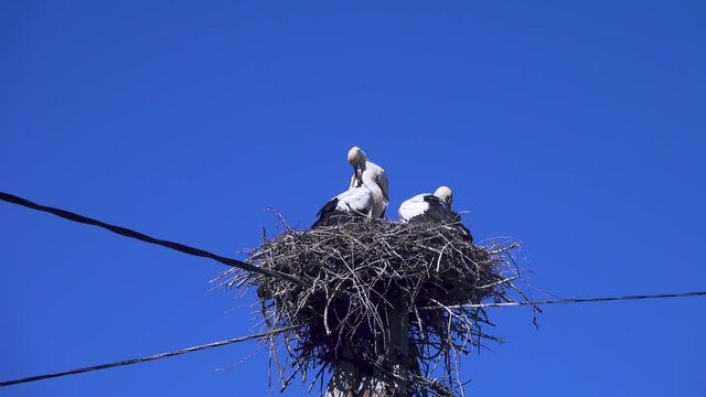 Three white stork chicks in nest. Chicks before departure. the nest is made on a power pole - long droppings can lead to electrocution