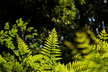 Various ferns in the forests