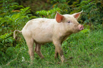 Close-up of a piglet on the grass looking into the camera.