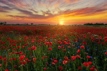 Naklejka na ściany i meble Beautiful sunrise over red poppies field