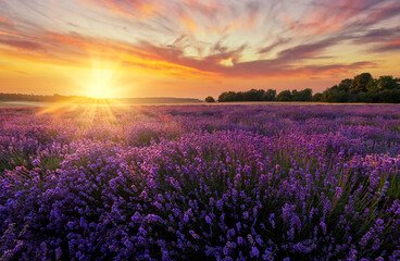 Fototapeta na wymiar Beautiful summer sunset over lavender fields