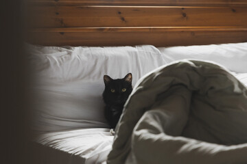 cat on bed