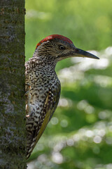European green woodpecker bird (Picus viridis) on a tree trunk. Moravia. Czechia. Europe. 