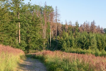  Forest way at dawn. Moravia. Czechia. Europe.