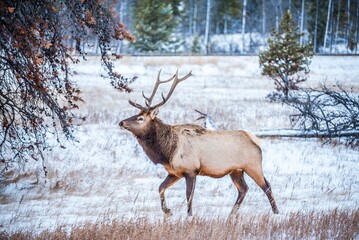 Naklejka na ściany i meble Elk in the snow