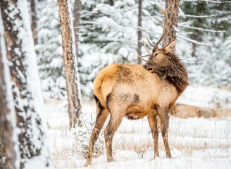 Elk in the snow