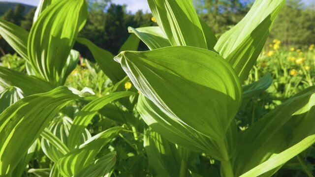 Altai Mountains. In the foreground blooming meadows with Black false hellebore (Veratrum nigrum)