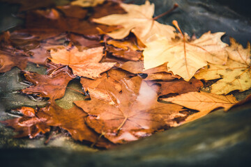 Dry autumn leaves on a puddle