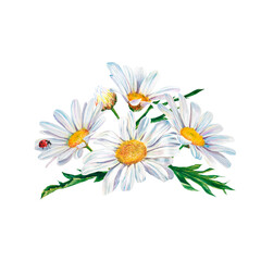 Fototapeta premium white daisy flowers watercolor illustration on white background, closeup. . Hand made drawing. bouquet