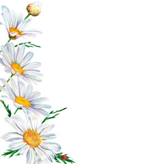 white daisy flowers watercolor illustration on white background, closeup. . Hand made drawing. frame