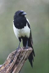 European Magpie Pica pica in various poses
