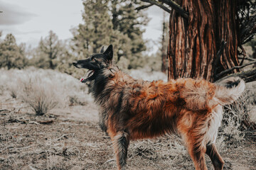 Belgian Shepard Dog in Oregon
