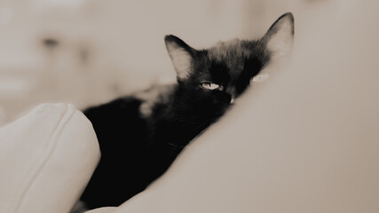 black and white cat portrait