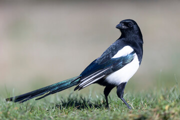 European Magpie Pica pica in various poses