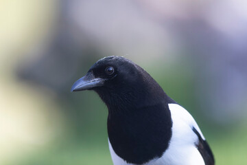 European Magpie Pica pica in various poses