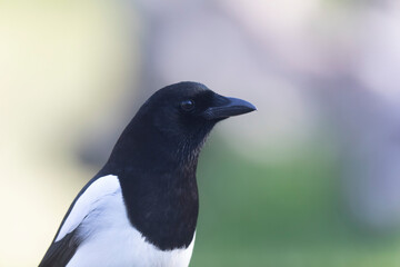 European Magpie Pica pica in various poses