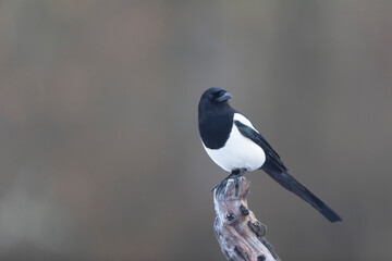 European Magpie Pica pica in various poses