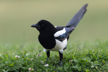 European Magpie Pica pica in various poses