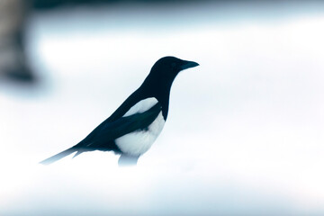 European Magpie Pica pica in various poses