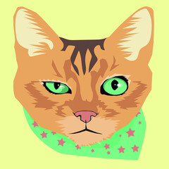 pet angry cat vector illustration