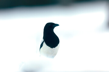 European Magpie Pica pica in various poses