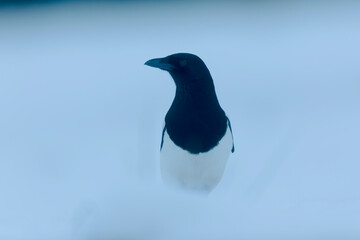 European Magpie Pica pica in various poses