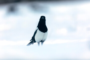 European Magpie Pica pica in various poses
