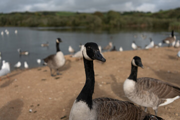 Wild goose at lake side looking at the camera