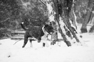 Dog running through winter snow.