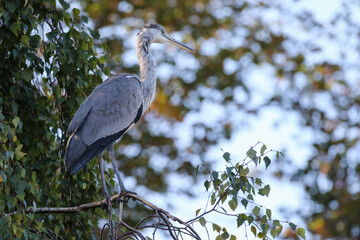 Grey heron 