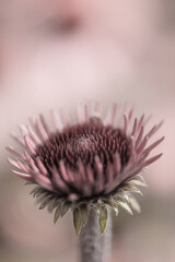 thistle flower macro