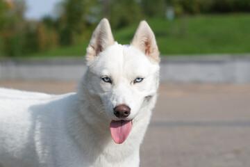 portrait of a white dog