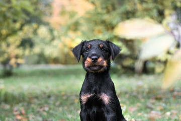 portrait of a black dog