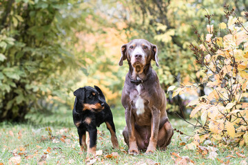 dog in the park