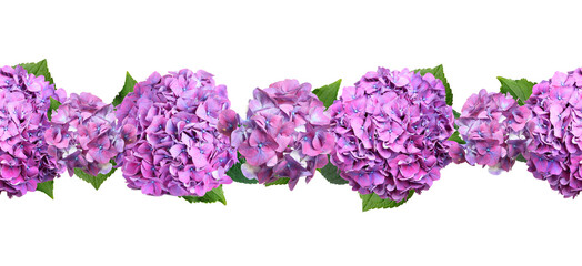 Delicate beautiful hortensia flowers with green leaves on white background, top view. Banner design