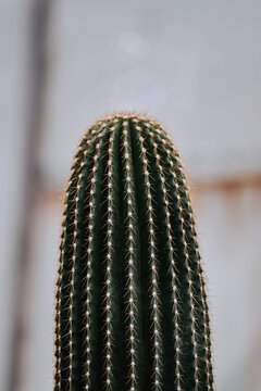 Closeup of a golden saguaro cactus in the blurred background