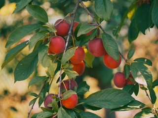 A lot of ripe cherry plum berries on a branch, close-up. Ripe berries.