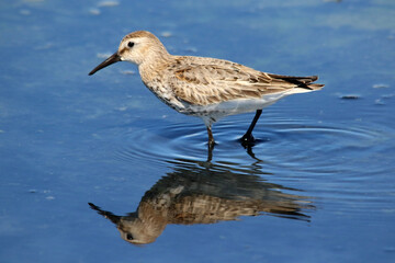 Sandpiper on the shore of a lake