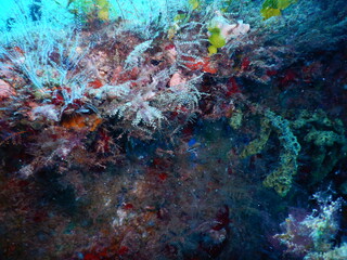 Fototapeta na wymiar Coral Reef on Ana Cecilia shipwreck