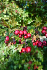 Crataegus monogyna, known as common hawthorn, is native to Europe, northwestern Africa and West Asia, but has been introduced in many other parts of the world.
