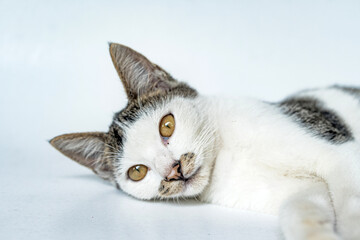 Fototapeta premium Close Up - Black and white striped cat relaxing on a white background