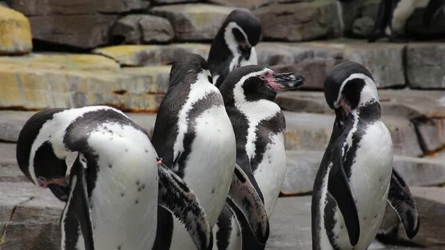 Humboldt penguins cleaning their feathers, close-up