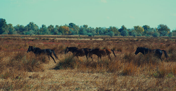 wild horses Letea
