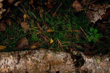 forest background with fallen leaves, moss and branches. flatlay. copyspace