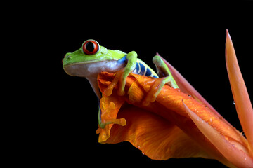 Red-eyed tree frog climbs a red flower