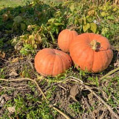 Fototapeta premium three pumpkins in the field 