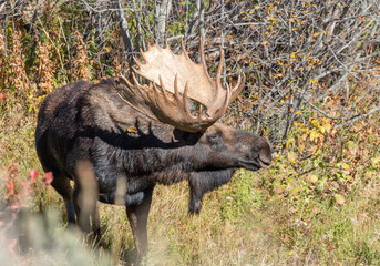 Naklejka na ściany i meble Shiras Moose Bull in Autumn in Wyoming