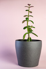 Jade plant, money plant in a grey pot with pink background
