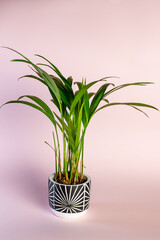 Green plant in black and white pot with pink background