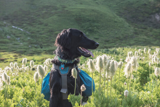 A dog with a backpack hiking in Glacier Peak Wilderness